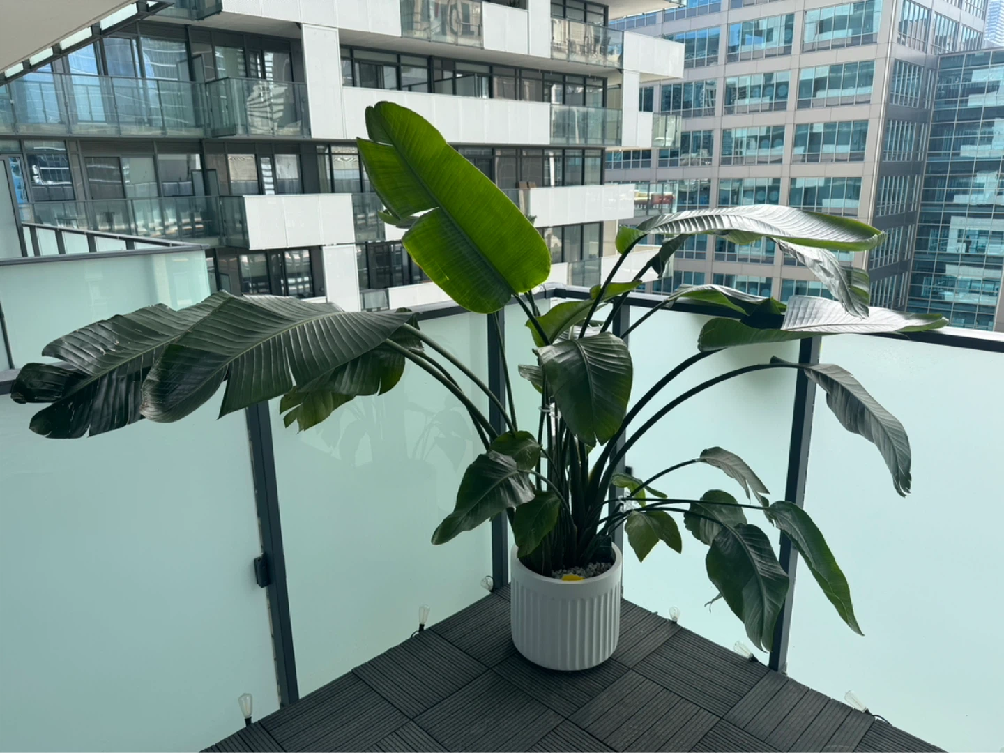 Large Real Bird of Paradise Plant