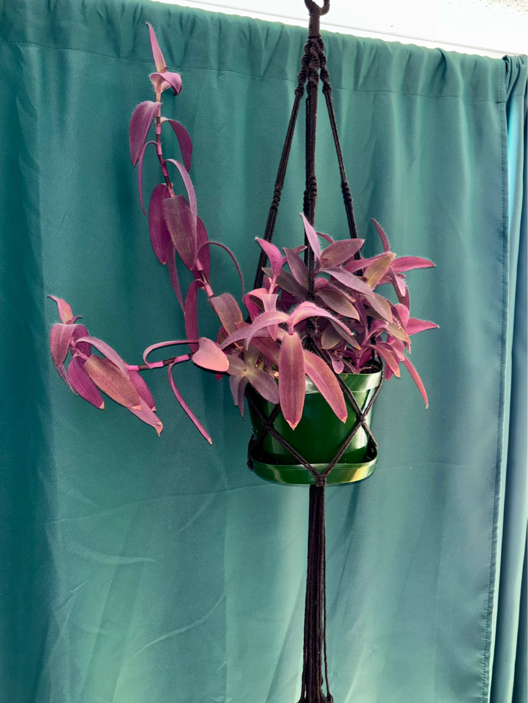 Tradescantia Purple Heart – Hanging Plant with Macramé Hanger - photo 3