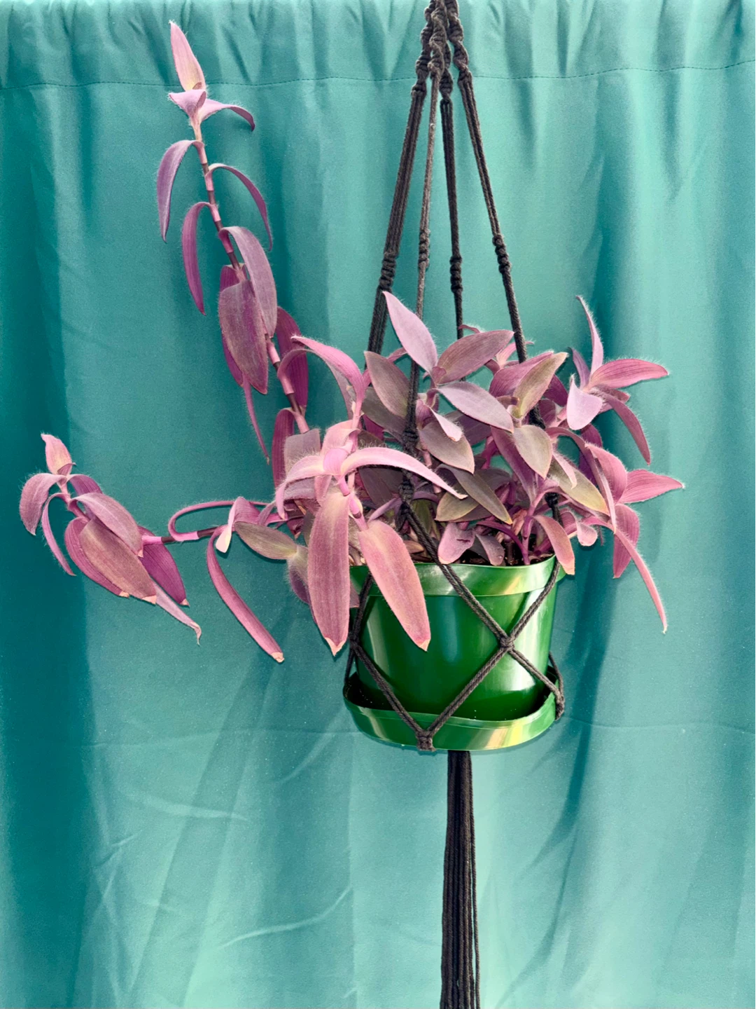 Tradescantia Purple Heart – Hanging Plant with Macramé Hanger - photo 2
