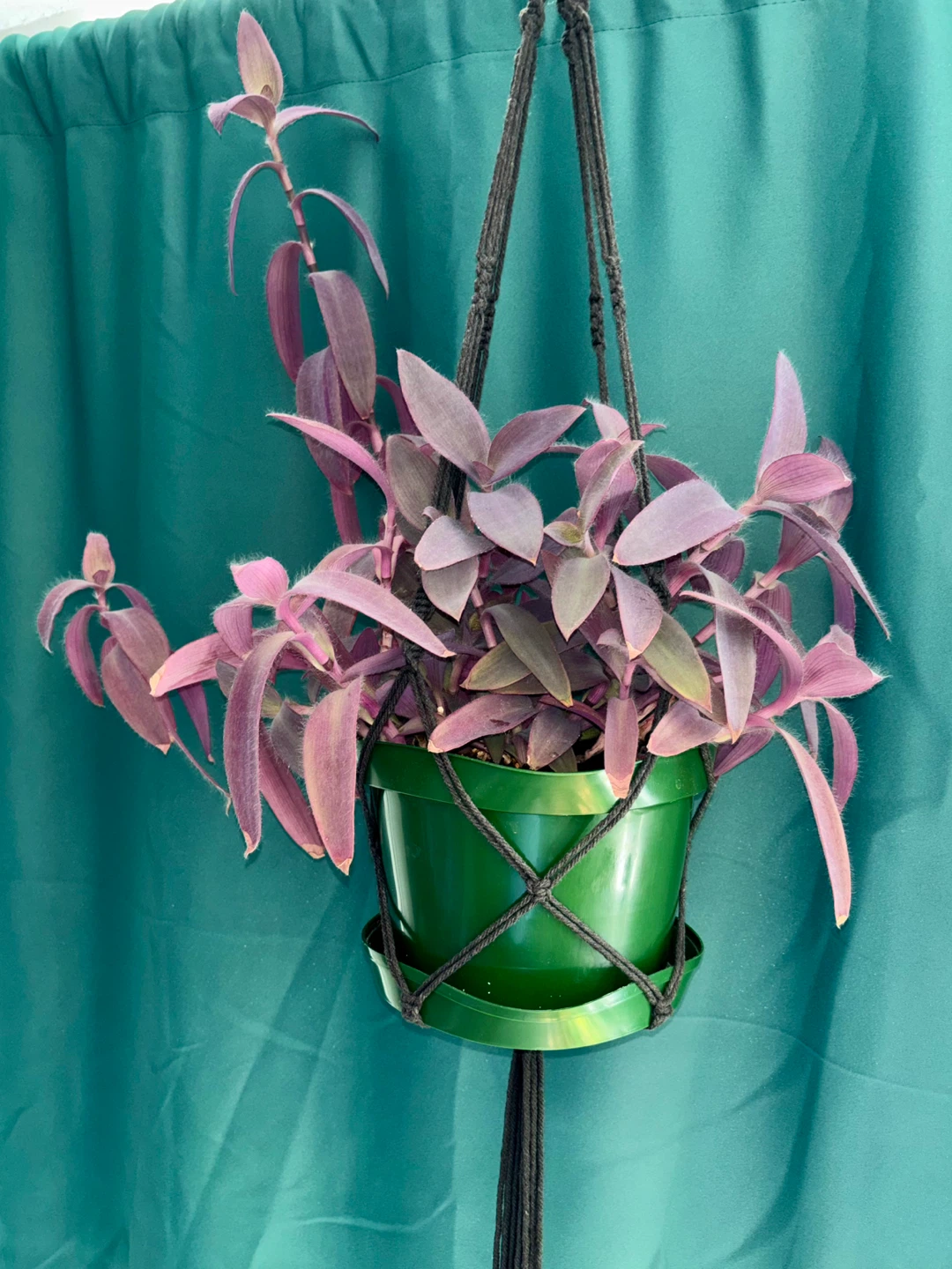 Tradescantia Purple Heart – Hanging Plant with Macramé Hanger
