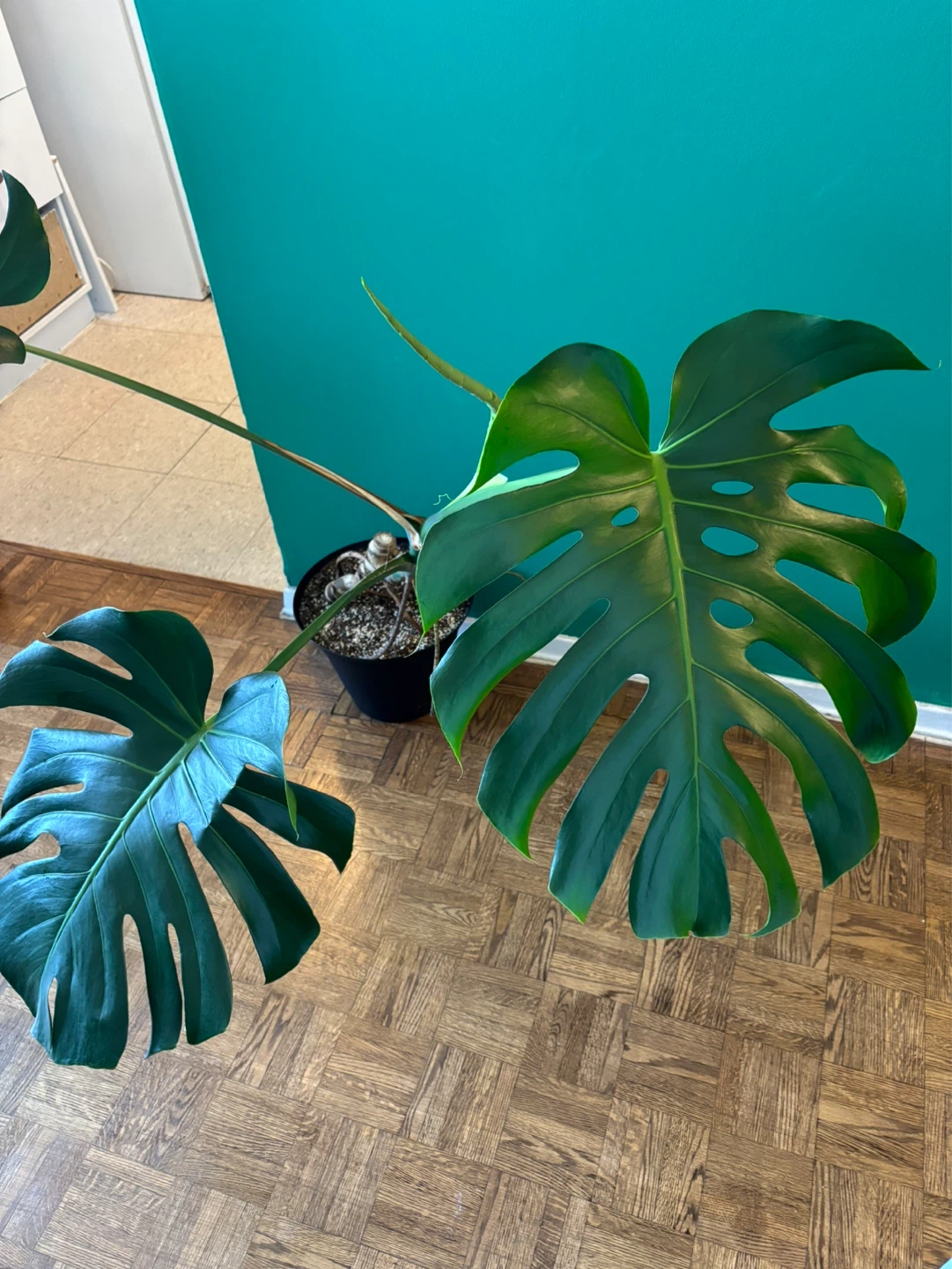 Monstera Deliciosa - photo 5