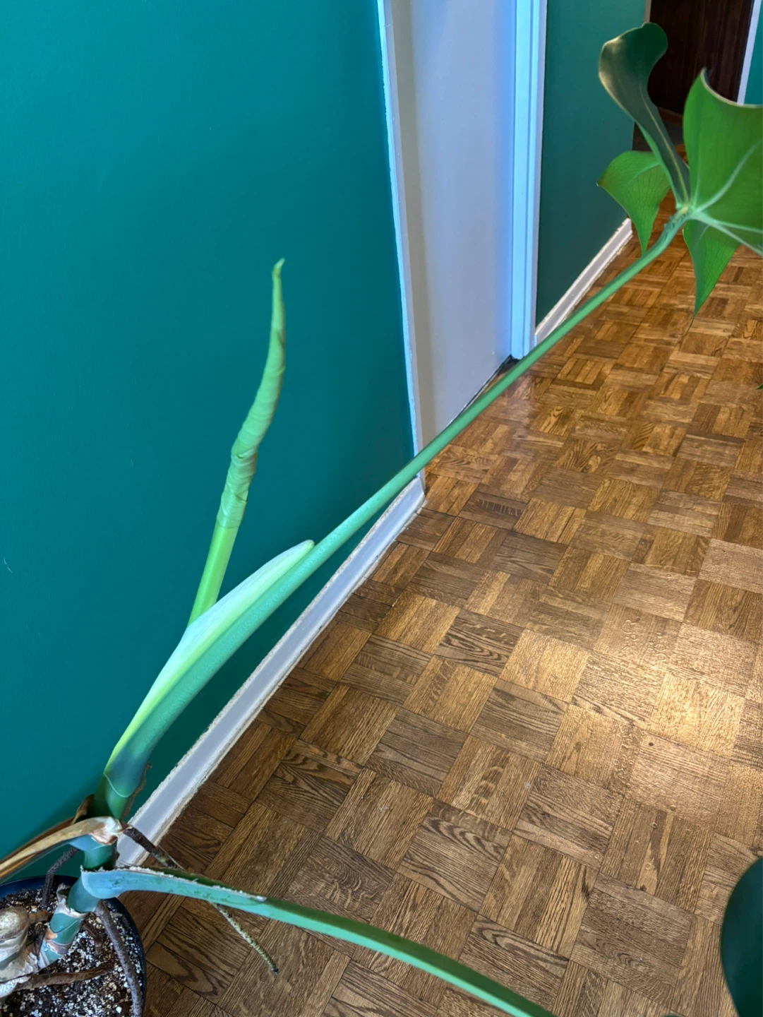 Monstera Deliciosa - photo 4