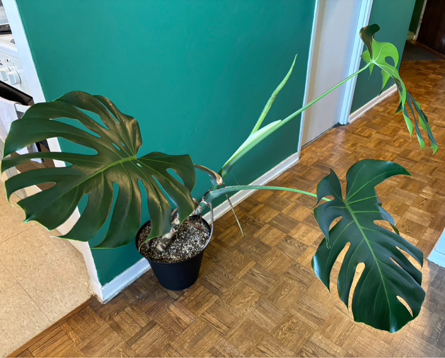 Monstera Deliciosa - photo 3