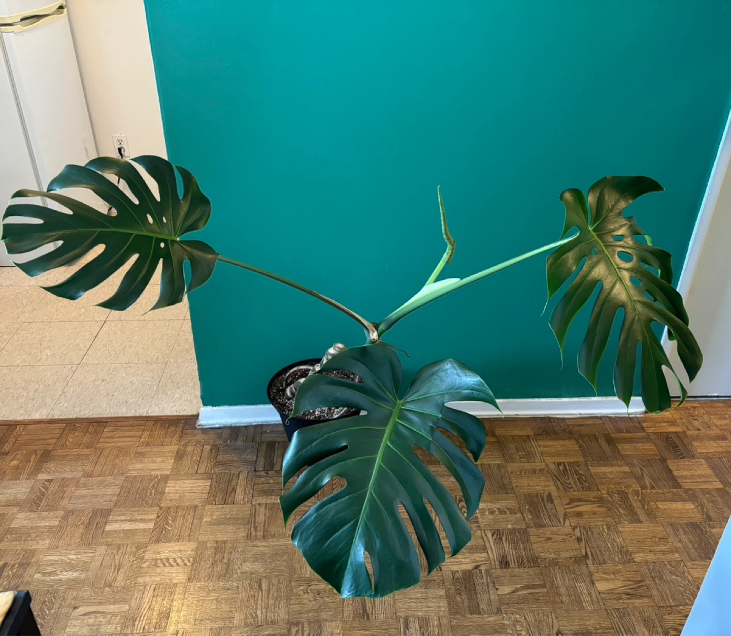 Monstera Deliciosa