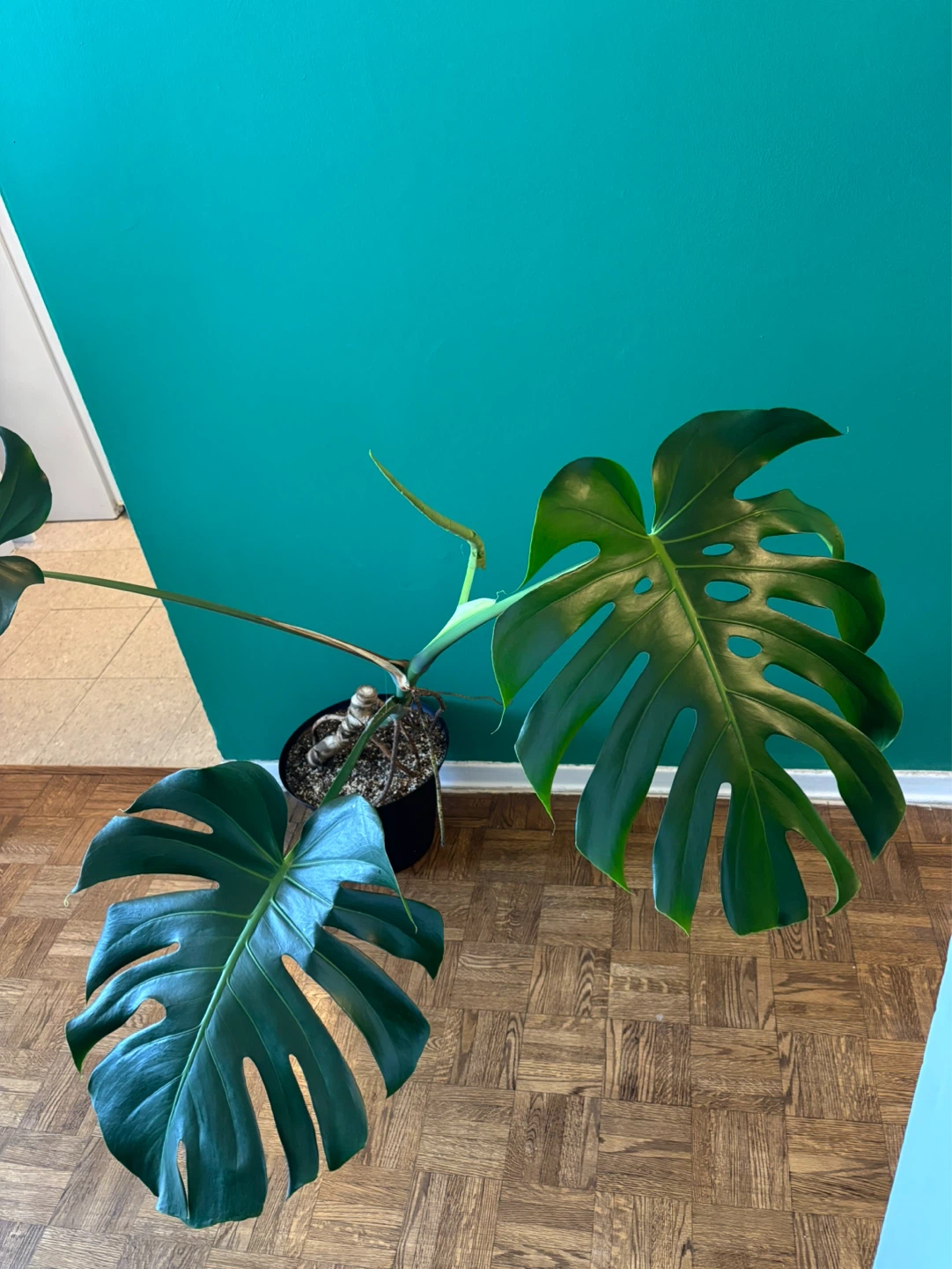Monstera Deliciosa - photo 2