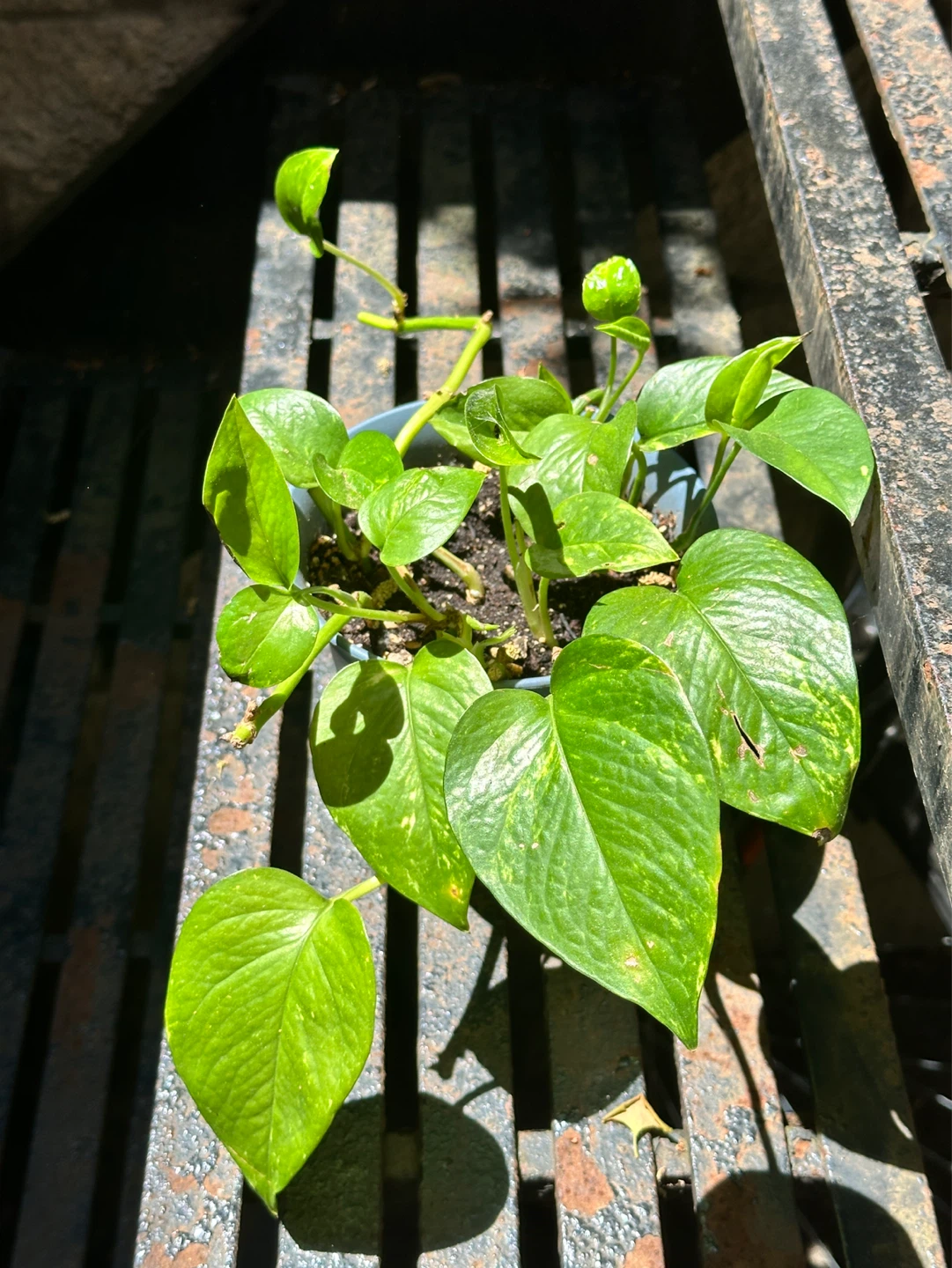 Golden Pothos Plant - photo 2