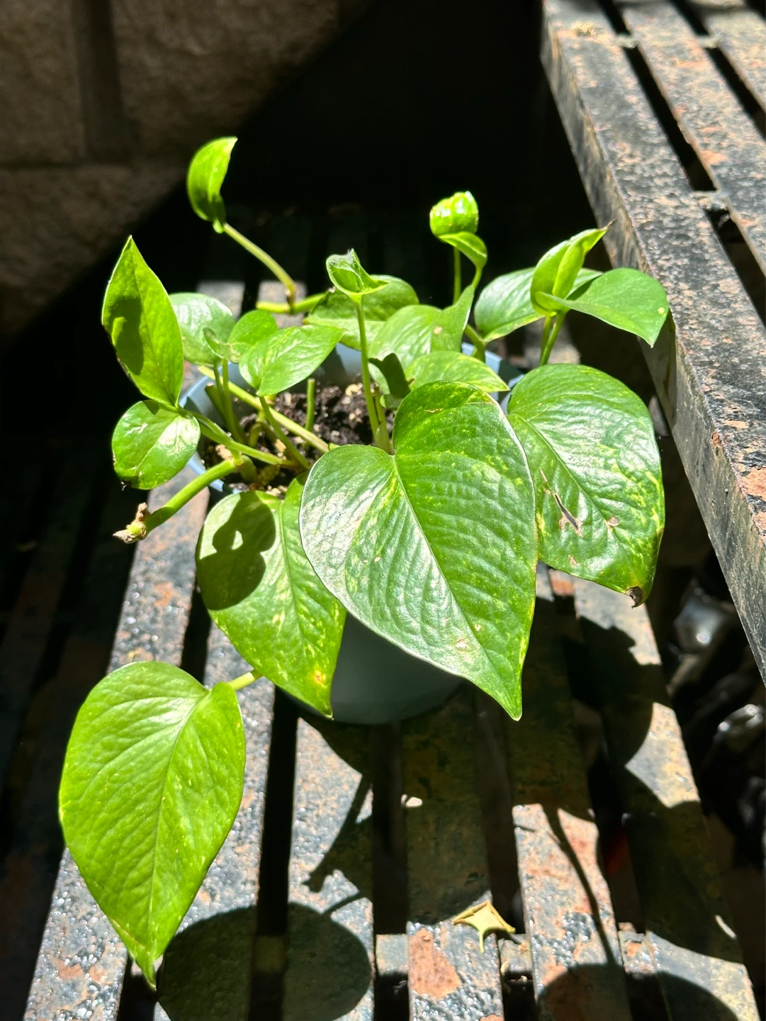 Golden Pothos Plant