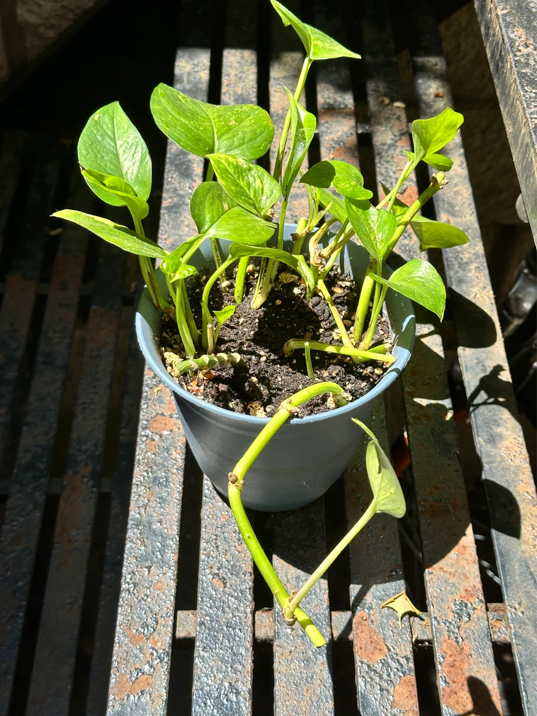 Golden Pothos Plant - photo 3