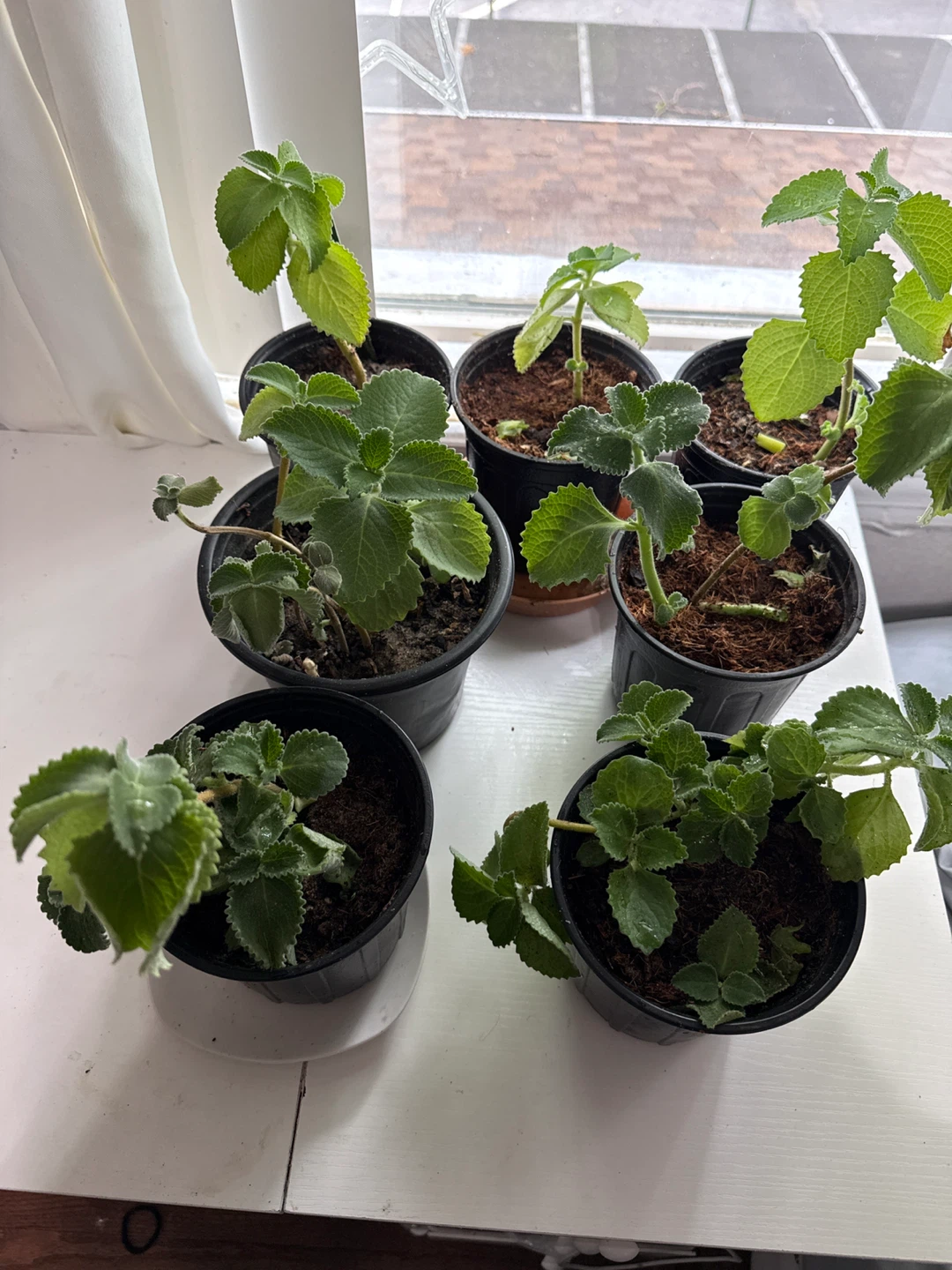 Oregano poleo Plectranthus Amboinicus (Cuban Oregano) Plants - photo 3