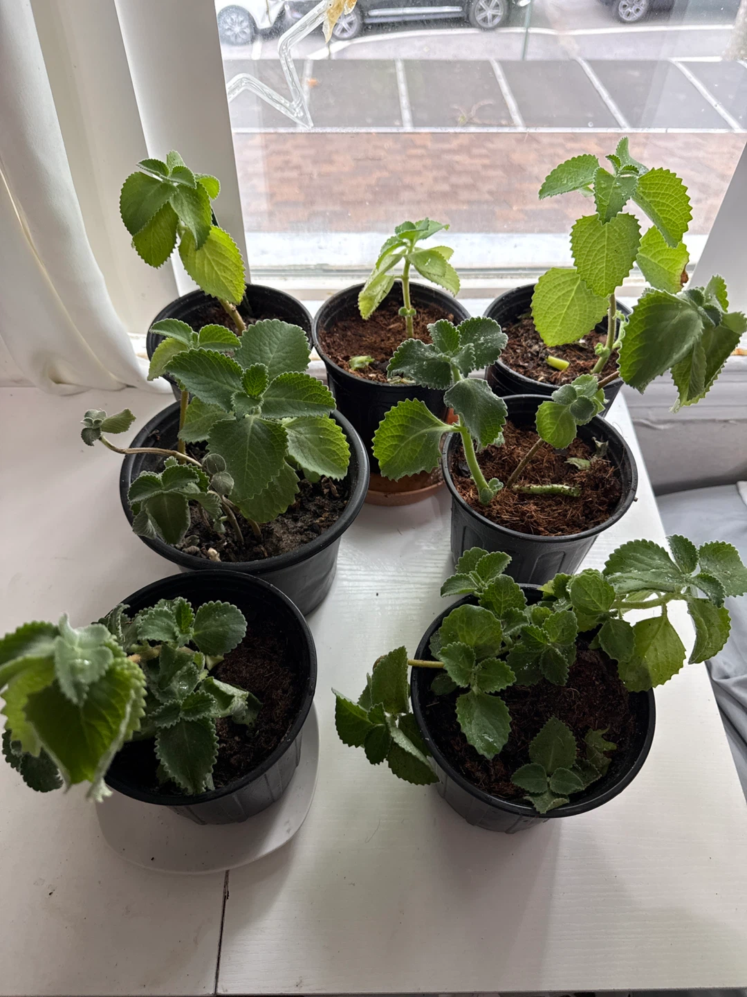 Oregano poleo Plectranthus Amboinicus (Cuban Oregano) Plants