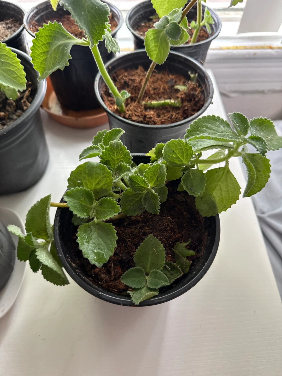 Oregano poleo Plectranthus Amboinicus (Cuban Oregano) Plants - photo 2