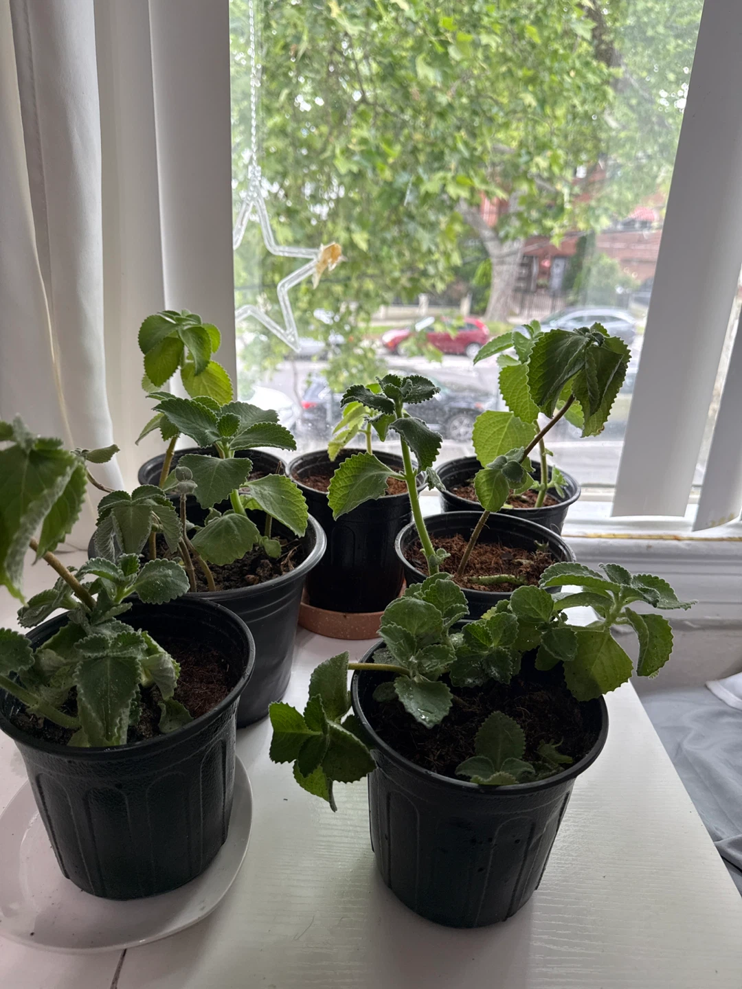 Oregano poleo Plectranthus Amboinicus (Cuban Oregano) Plants - photo 4