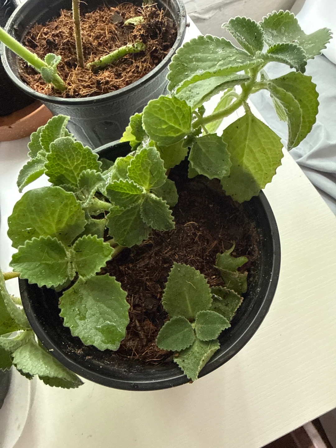 Oregano poleo Plectranthus Amboinicus (Cuban Oregano) Plants - photo 5