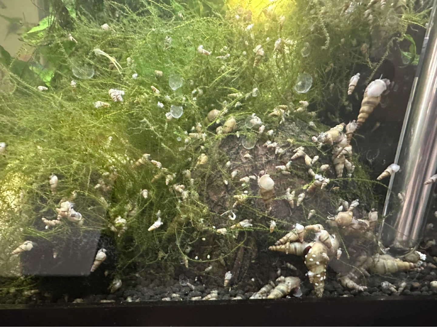 Free MTS and Bladder Snail - Long-term Supply Available