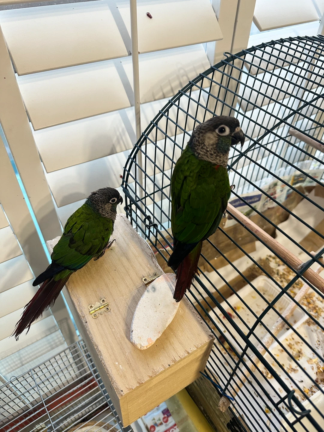 Cage plus conure - photo 5