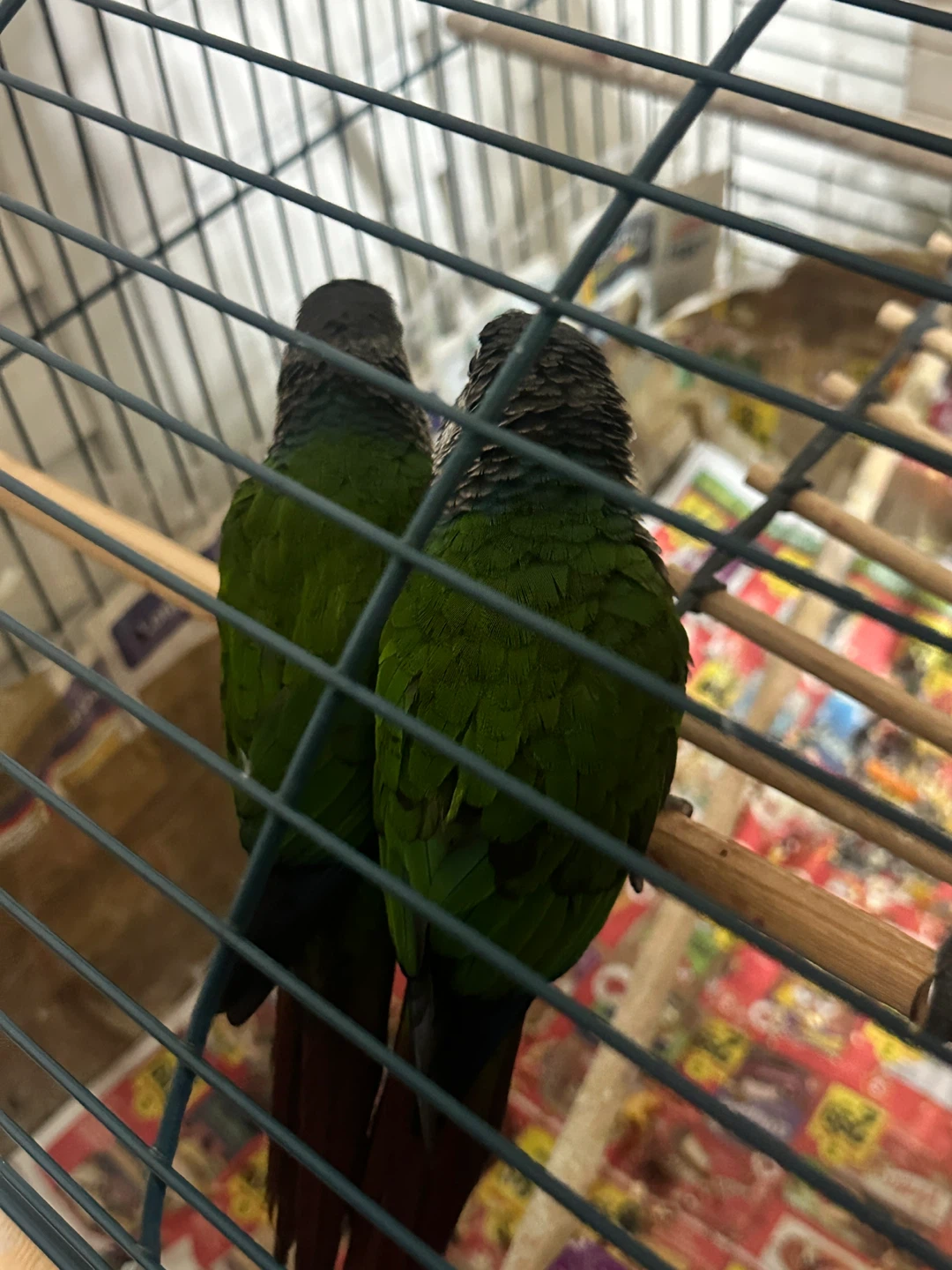 Cage plus conure - photo 2