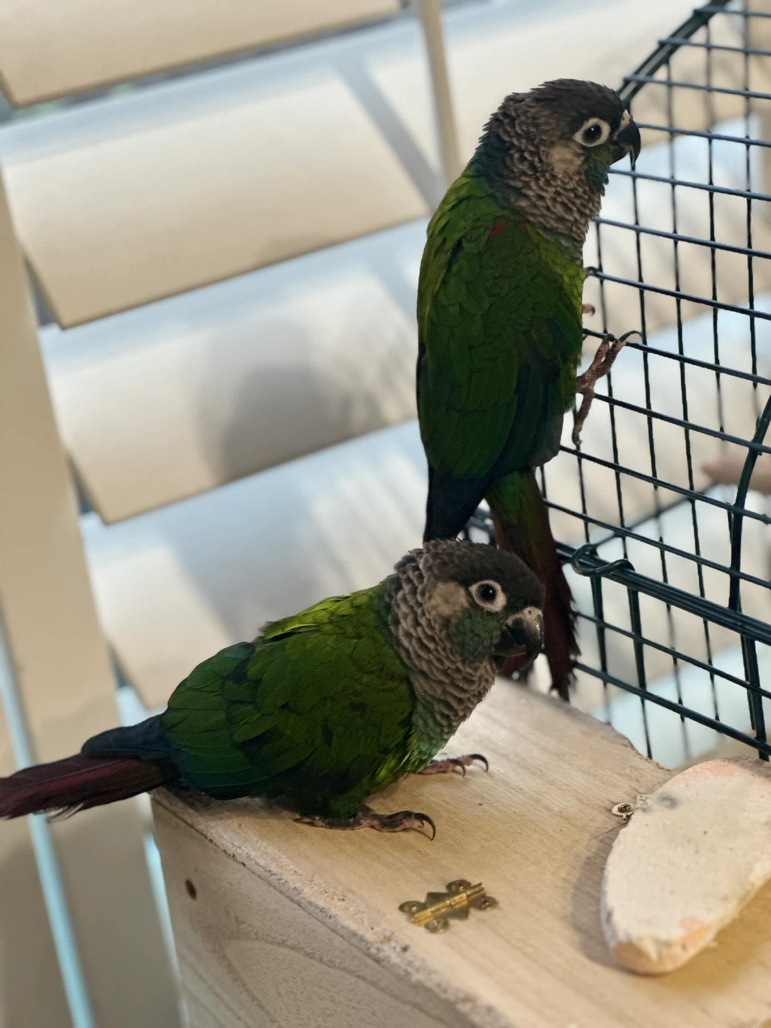 Cage plus conure - photo 4
