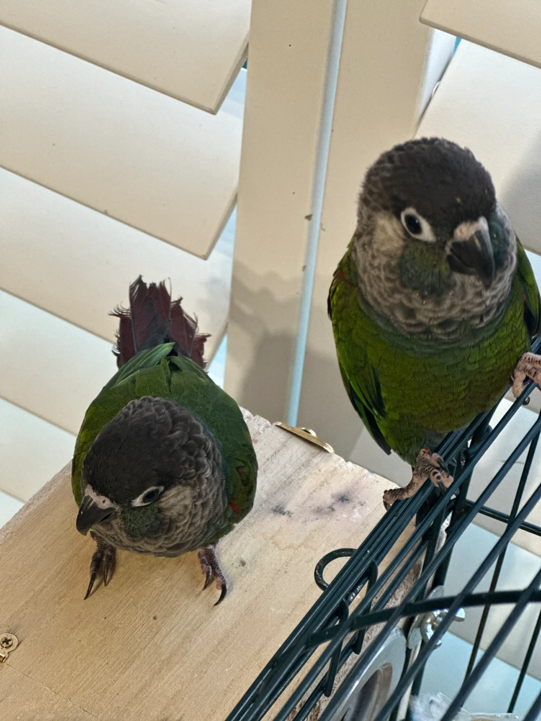 Cage plus conure - photo 3