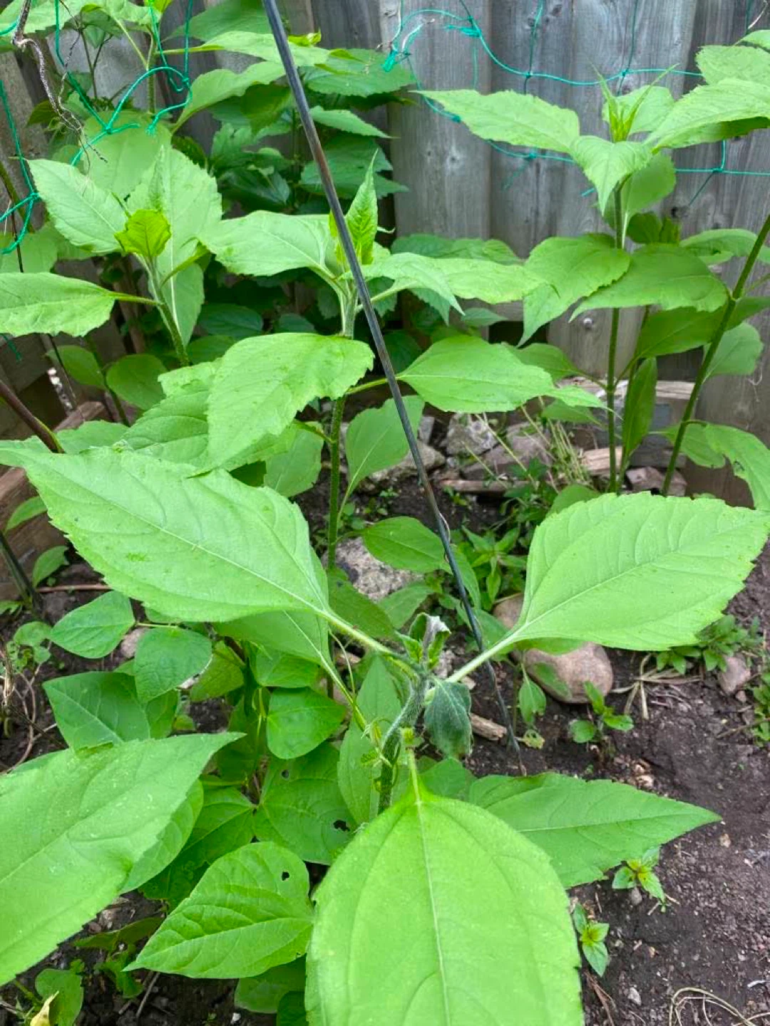 Sunchoke plant 1 plant for $2 - photo 3