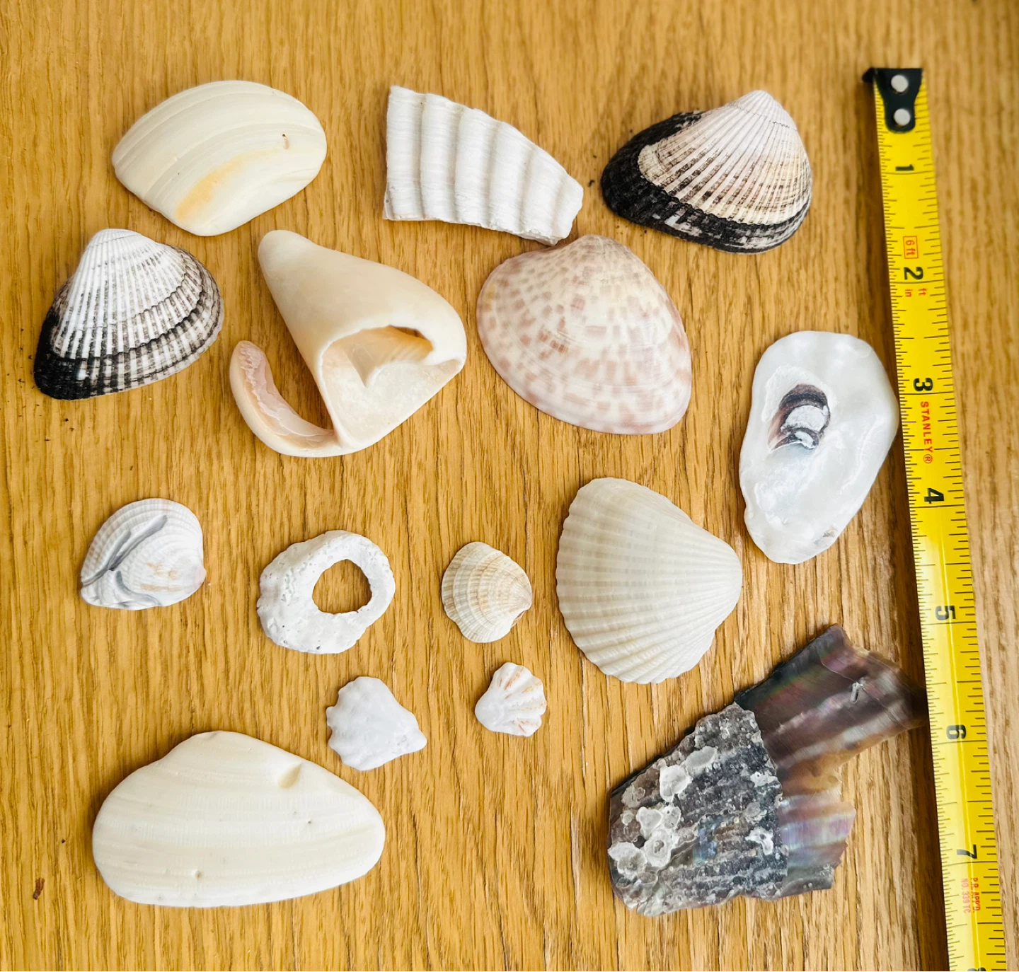 Assorted Seashell Collection - photo 3