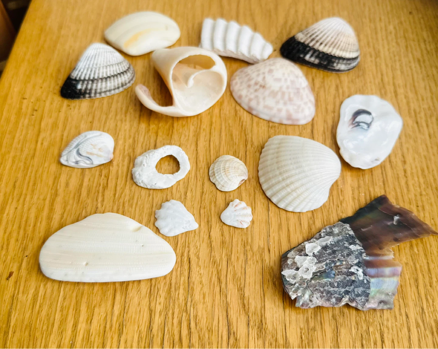 Assorted Seashell Collection - photo 2