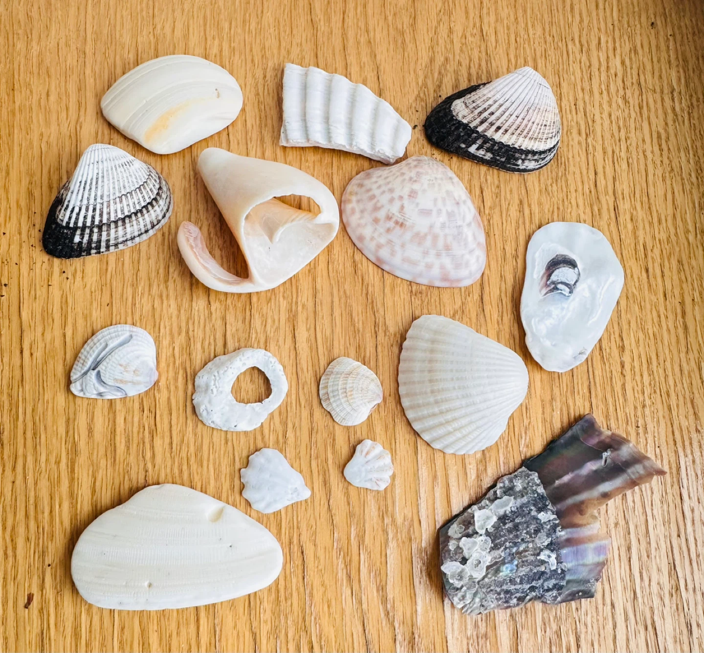 Assorted Seashell Collection