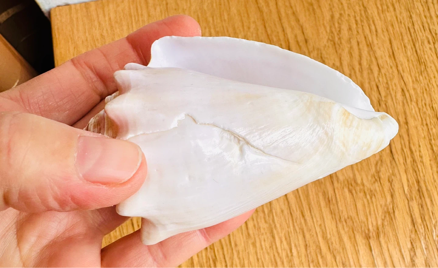 Caribbean Sea Conch Shell - photo 4