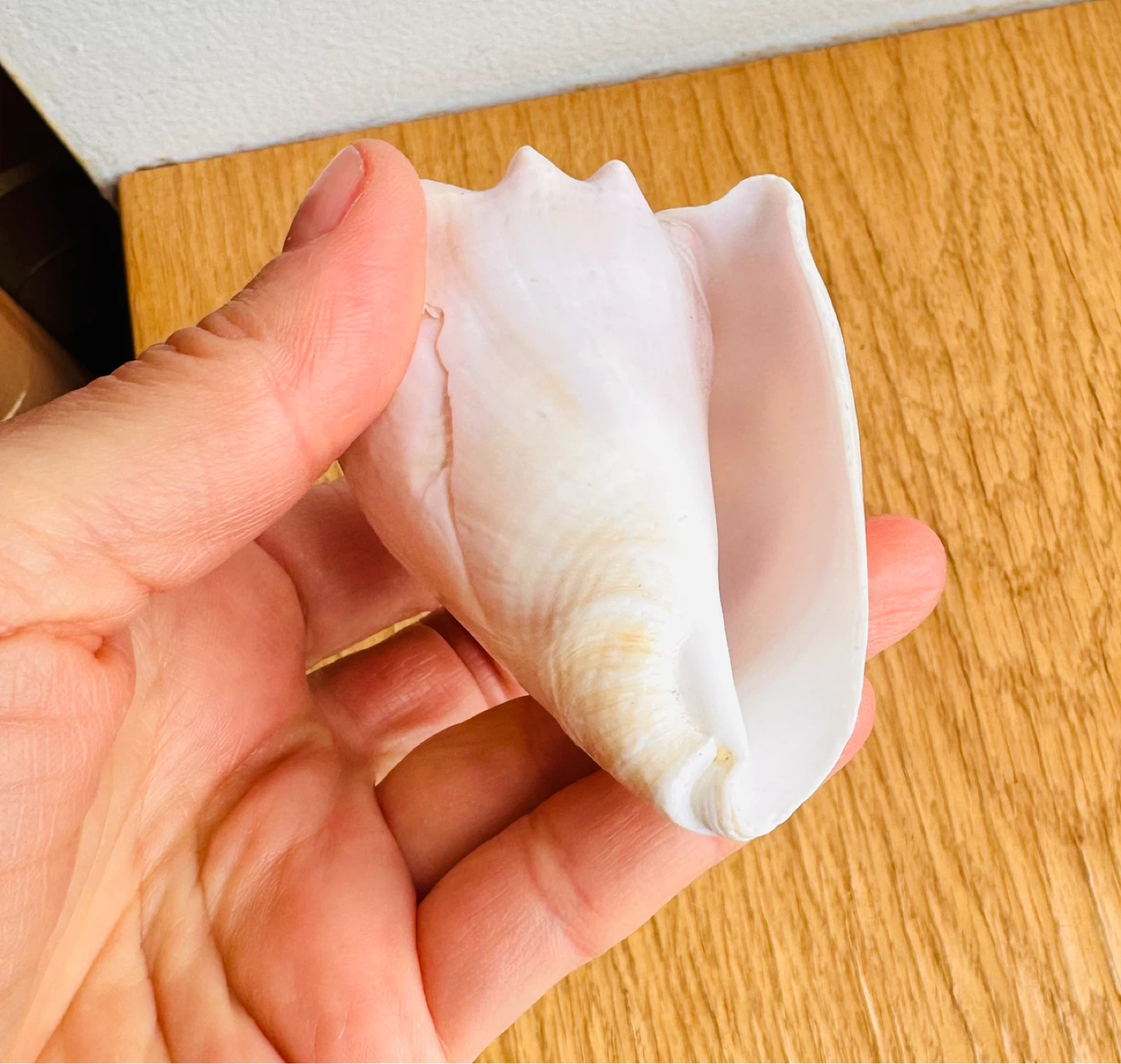 Caribbean Sea Conch Shell - photo 2