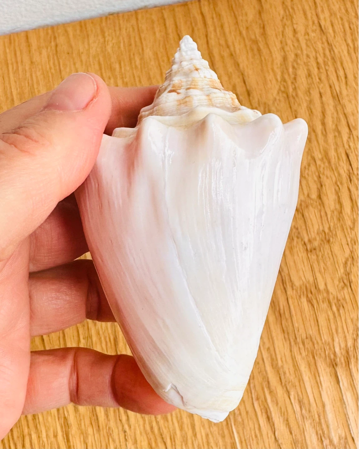 Caribbean Sea Conch Shell - photo 5