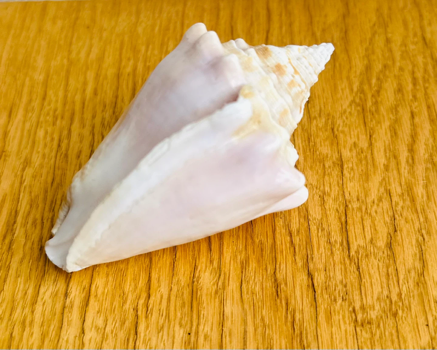 Caribbean Sea Conch Shell