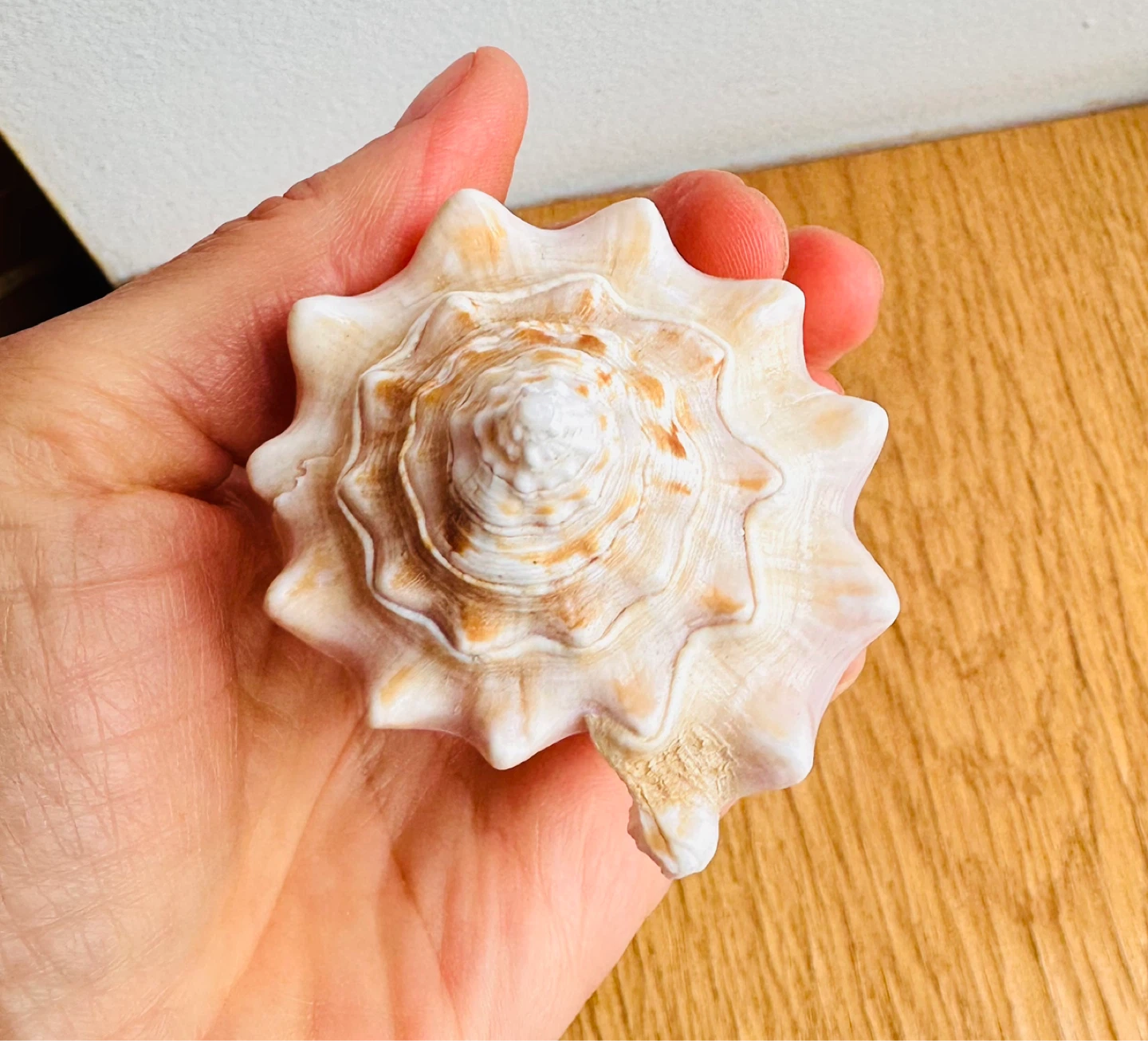 Caribbean Sea Conch Shell - photo 3
