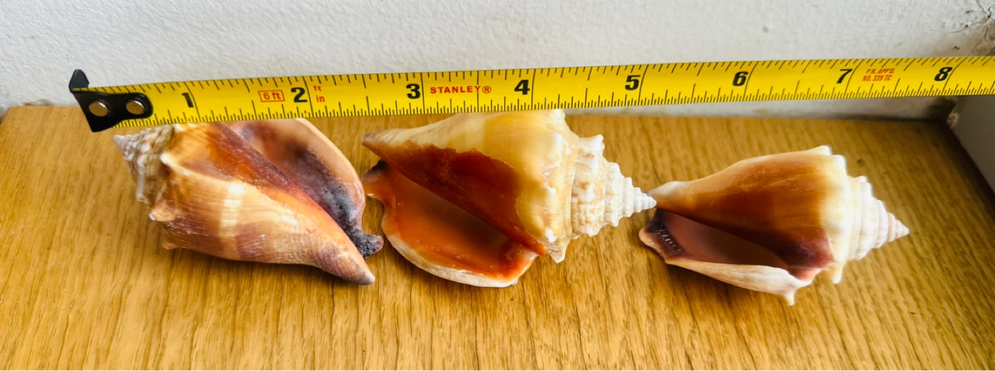 Set of 3 Assorted Seashells