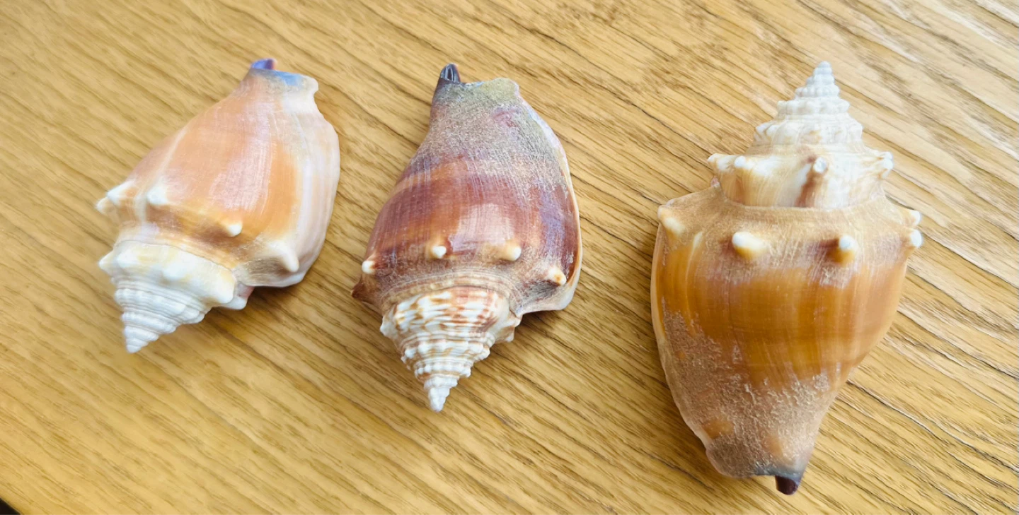 Set of 3 Assorted Seashells - photo 3