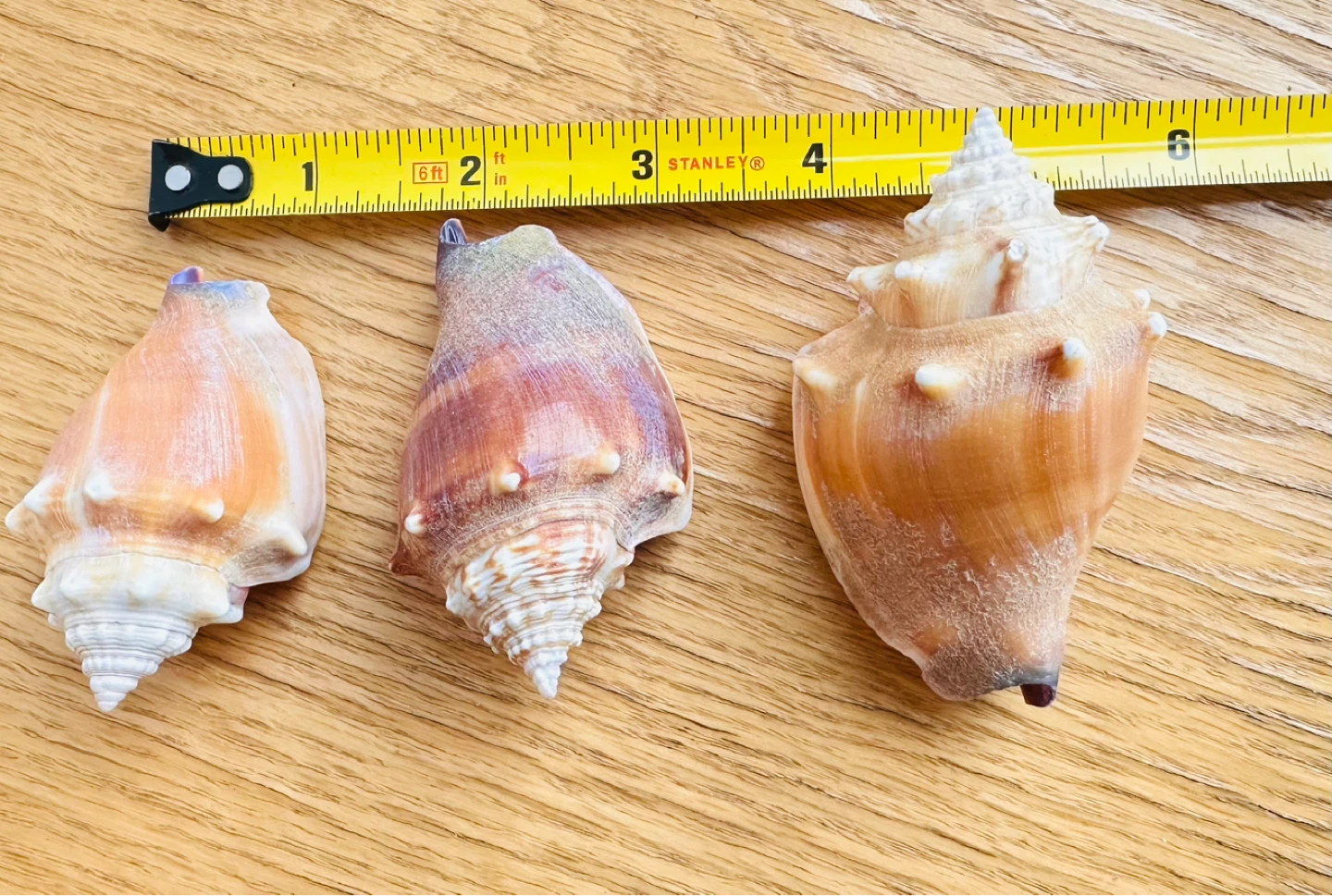 Set of 3 Assorted Seashells - photo 5
