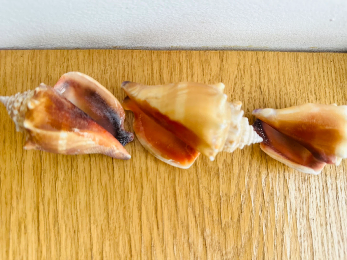 Set of 3 Assorted Seashells - photo 2
