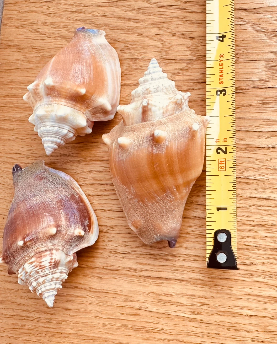 Set of 3 Assorted Seashells - photo 4