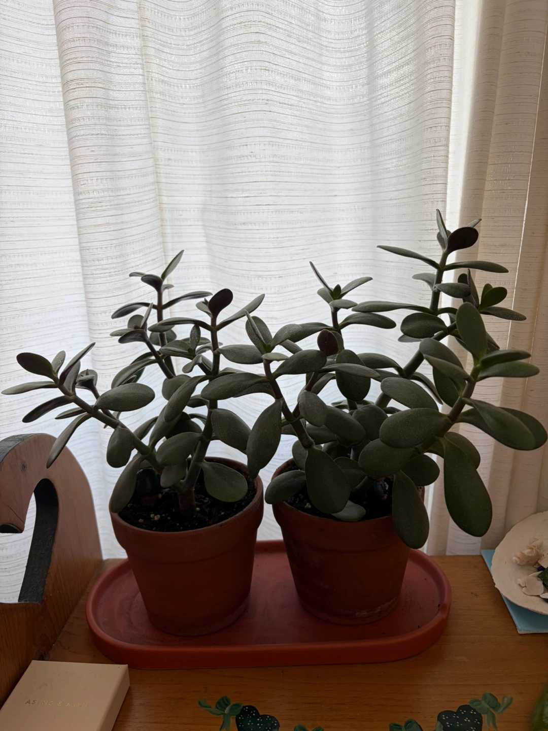 Jade Plants in Terracotta Pots with saucer