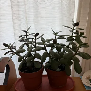 Jade Plants in Terracotta Pots with saucer