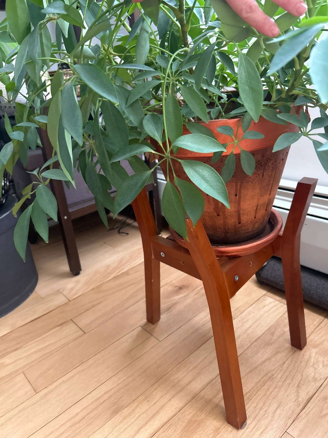 Schefflera Umbrella Tree Plant on Wooden Stand - photo 2