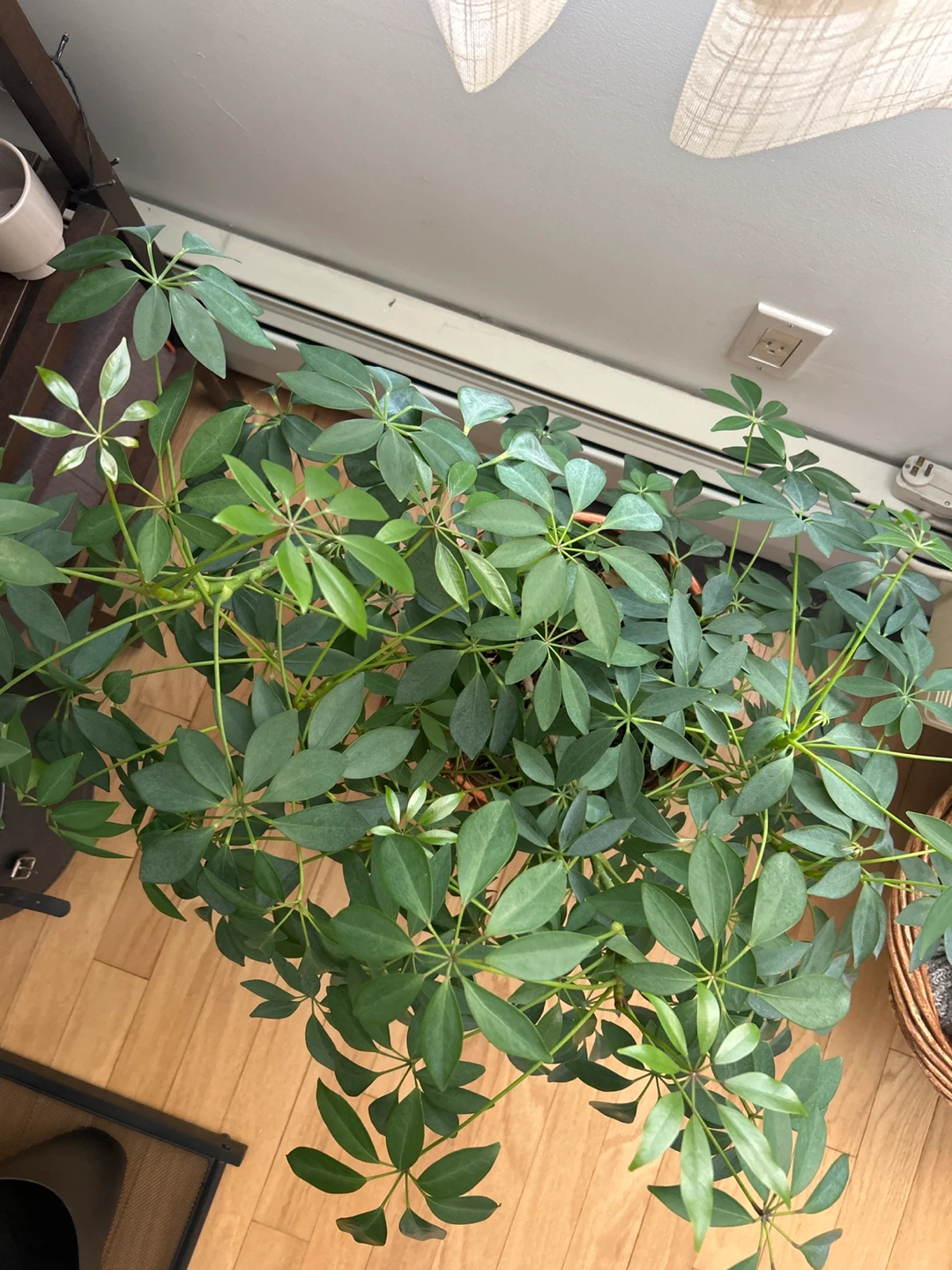 Schefflera Umbrella Tree Plant on Wooden Stand - photo 3