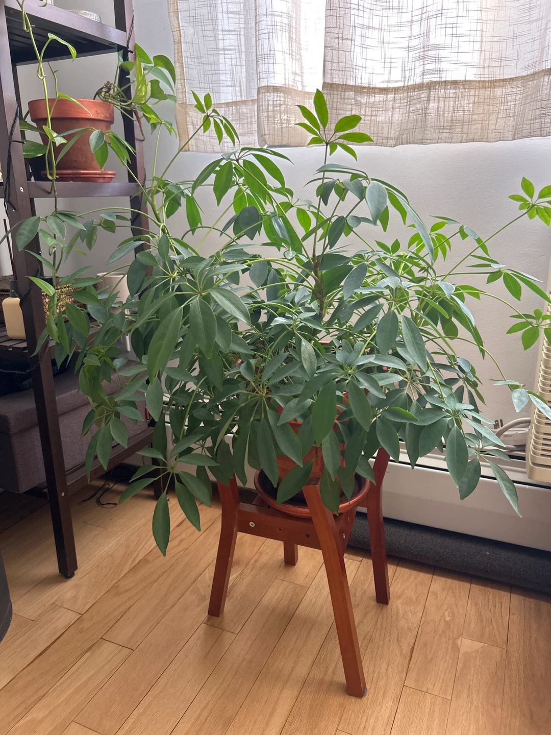 Schefflera Umbrella Tree Plant on Wooden Stand