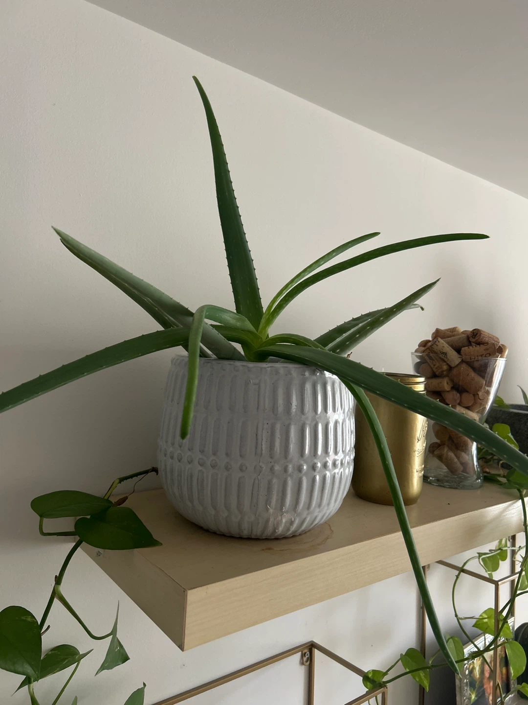 Aloe Vera Plant in White Textured Pot