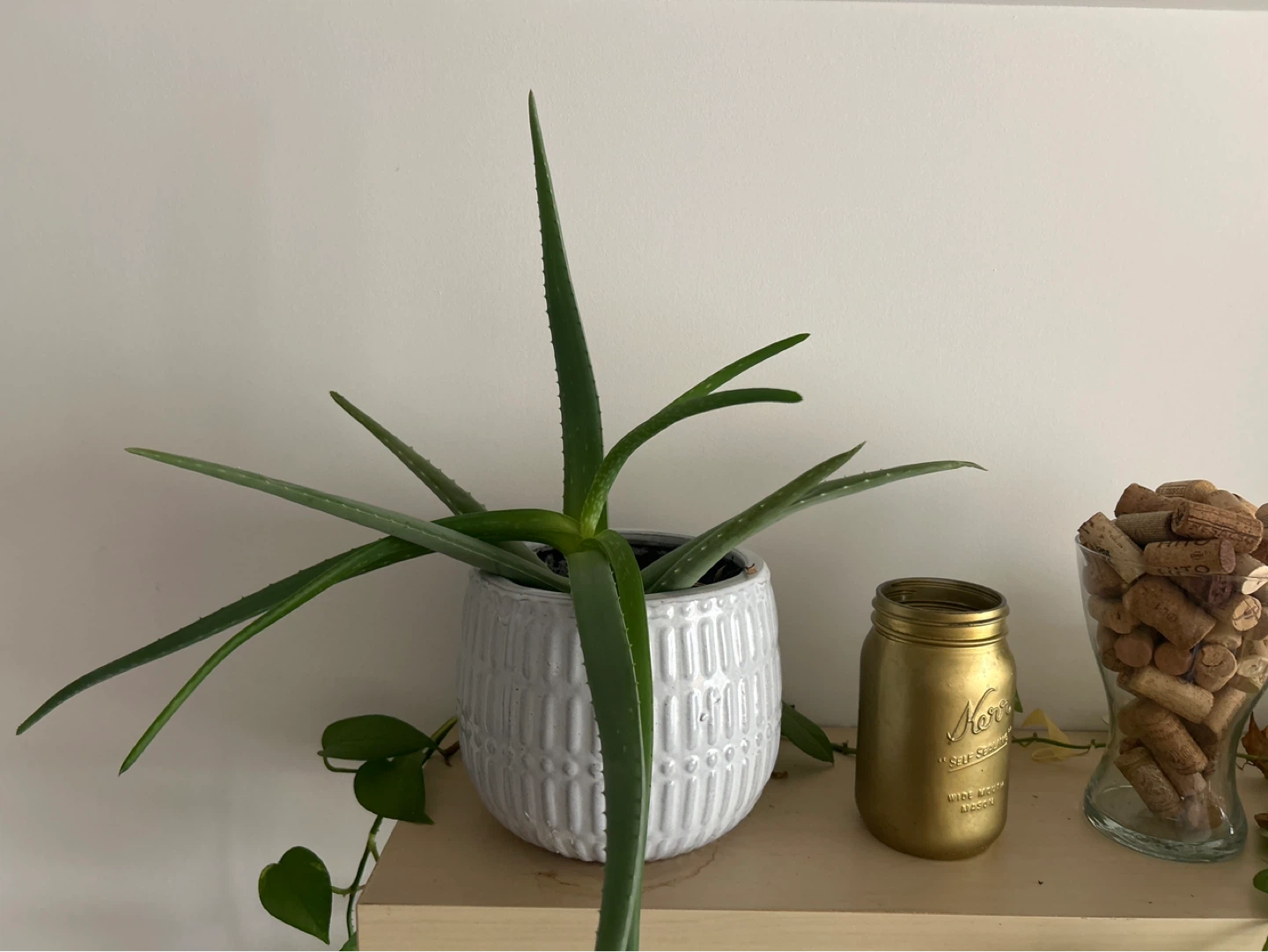 Aloe Vera Plant in White Textured Pot - photo 2