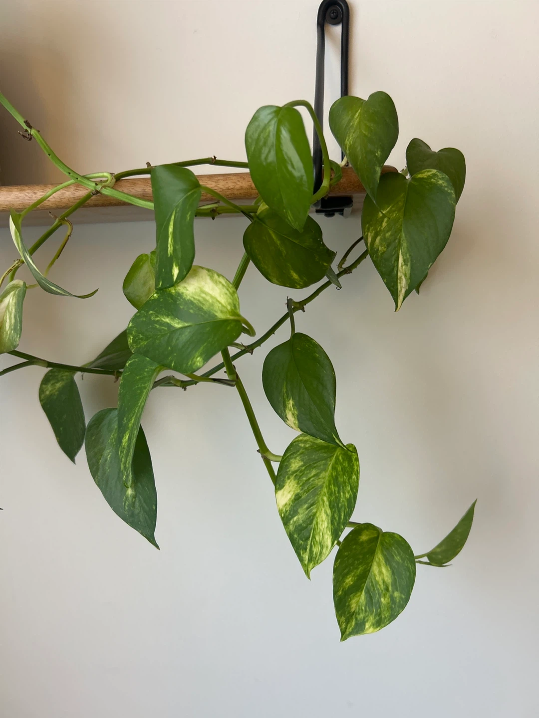Pothos Plant in Woven Pot - photo 3