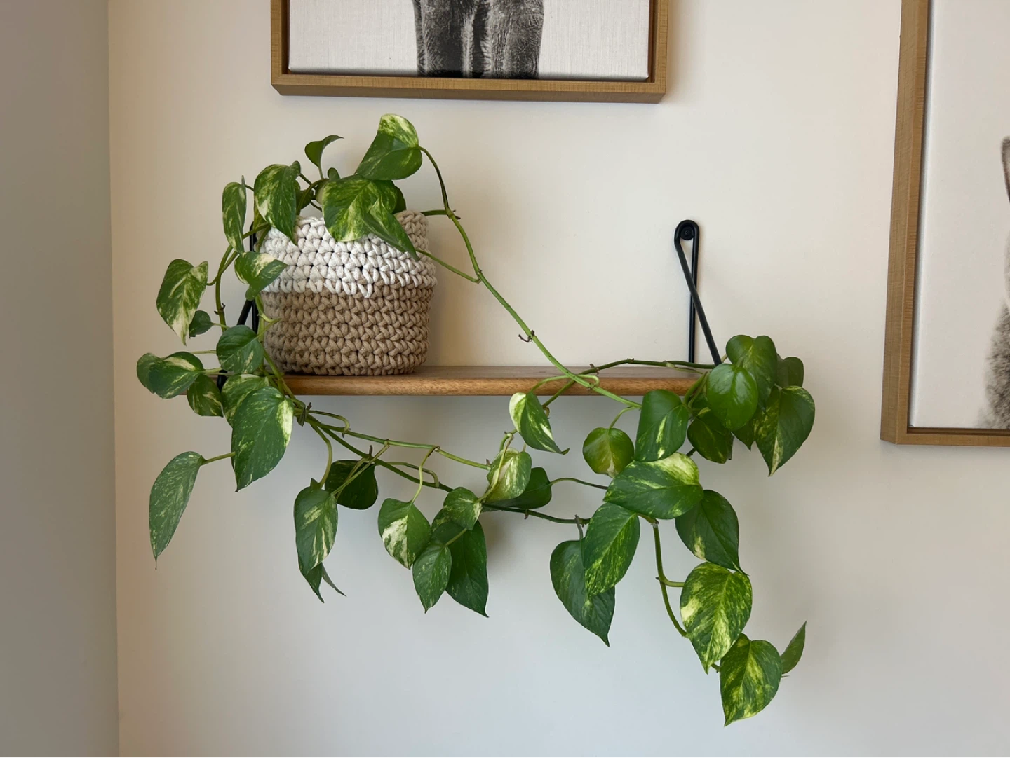 Pothos Plant in Woven Pot