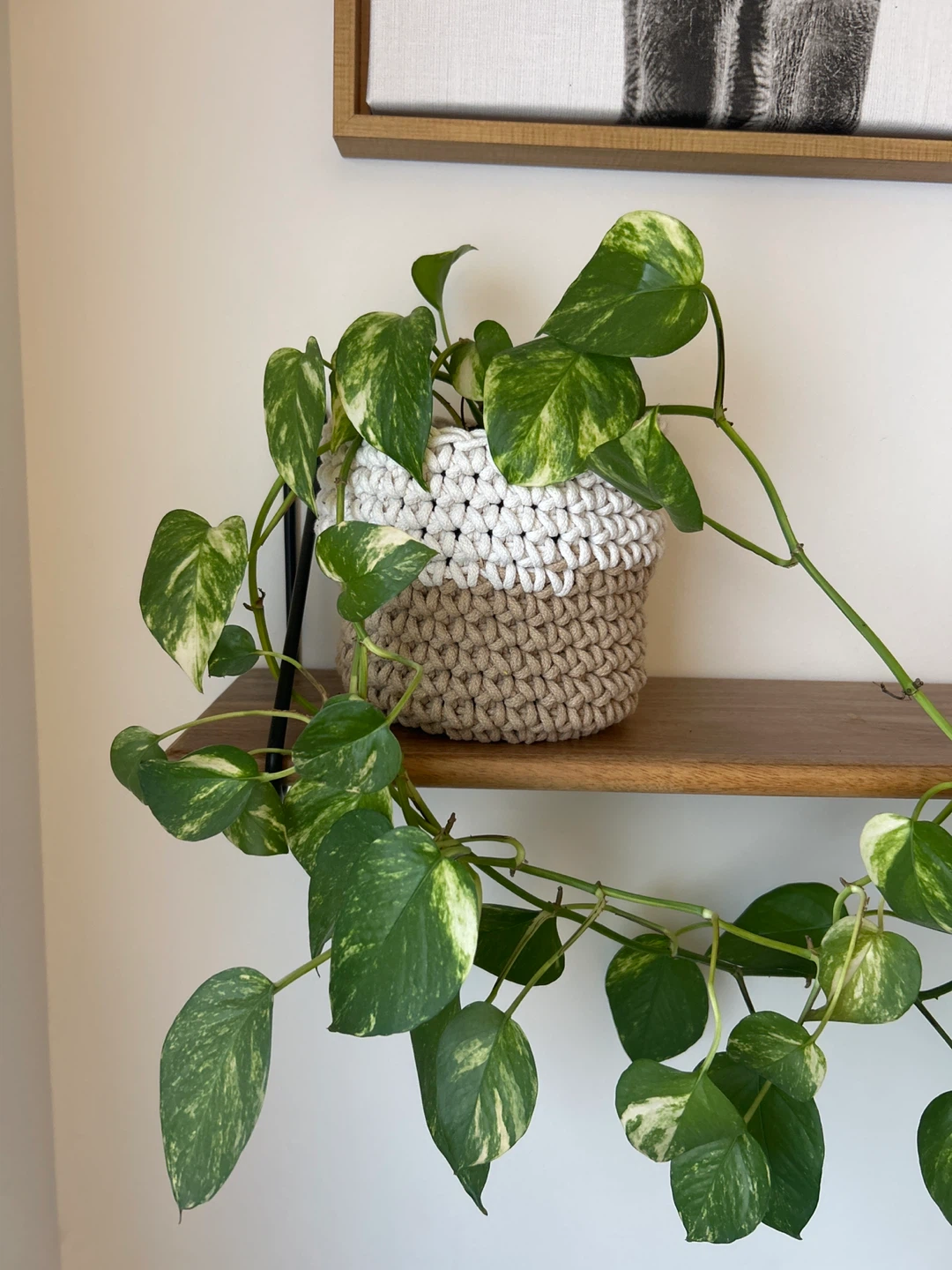 Pothos Plant in Woven Pot - photo 2