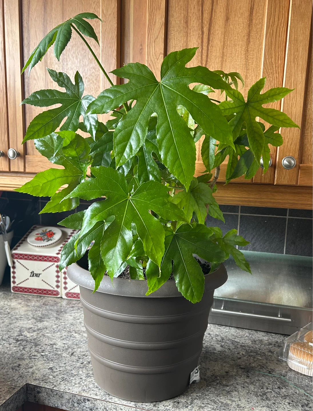 Japanese Aralia Plant in Brown Pot