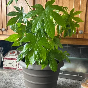 Japanese Aralia Plant in Brown Pot