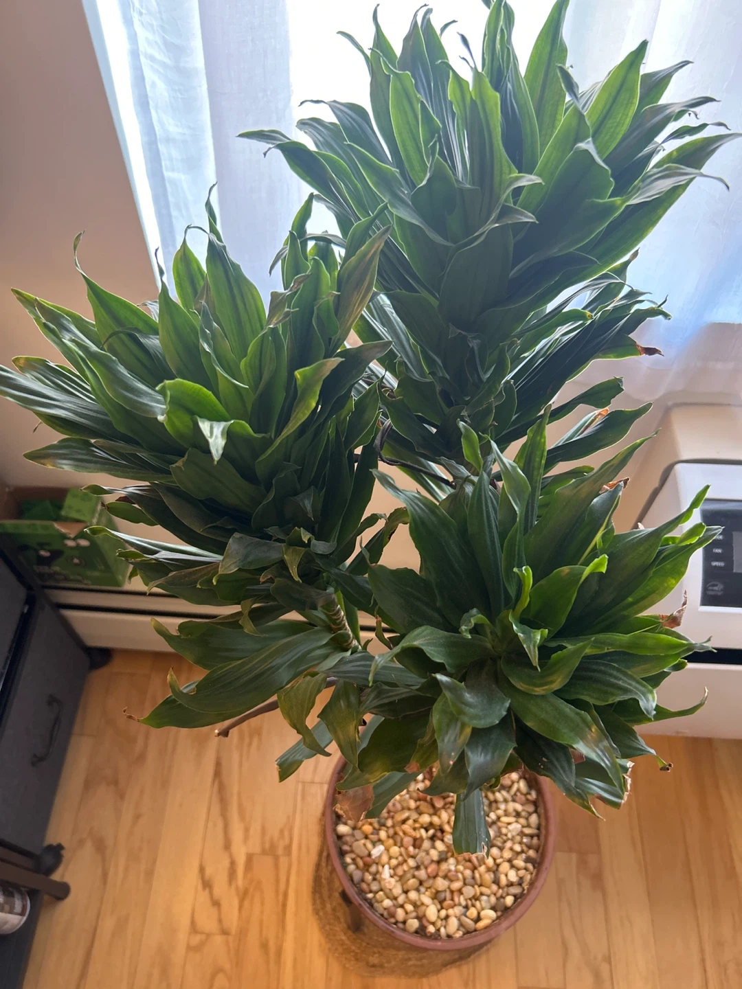 Large Dracaena Plant in Terracotta Pot with Stand - photo 3
