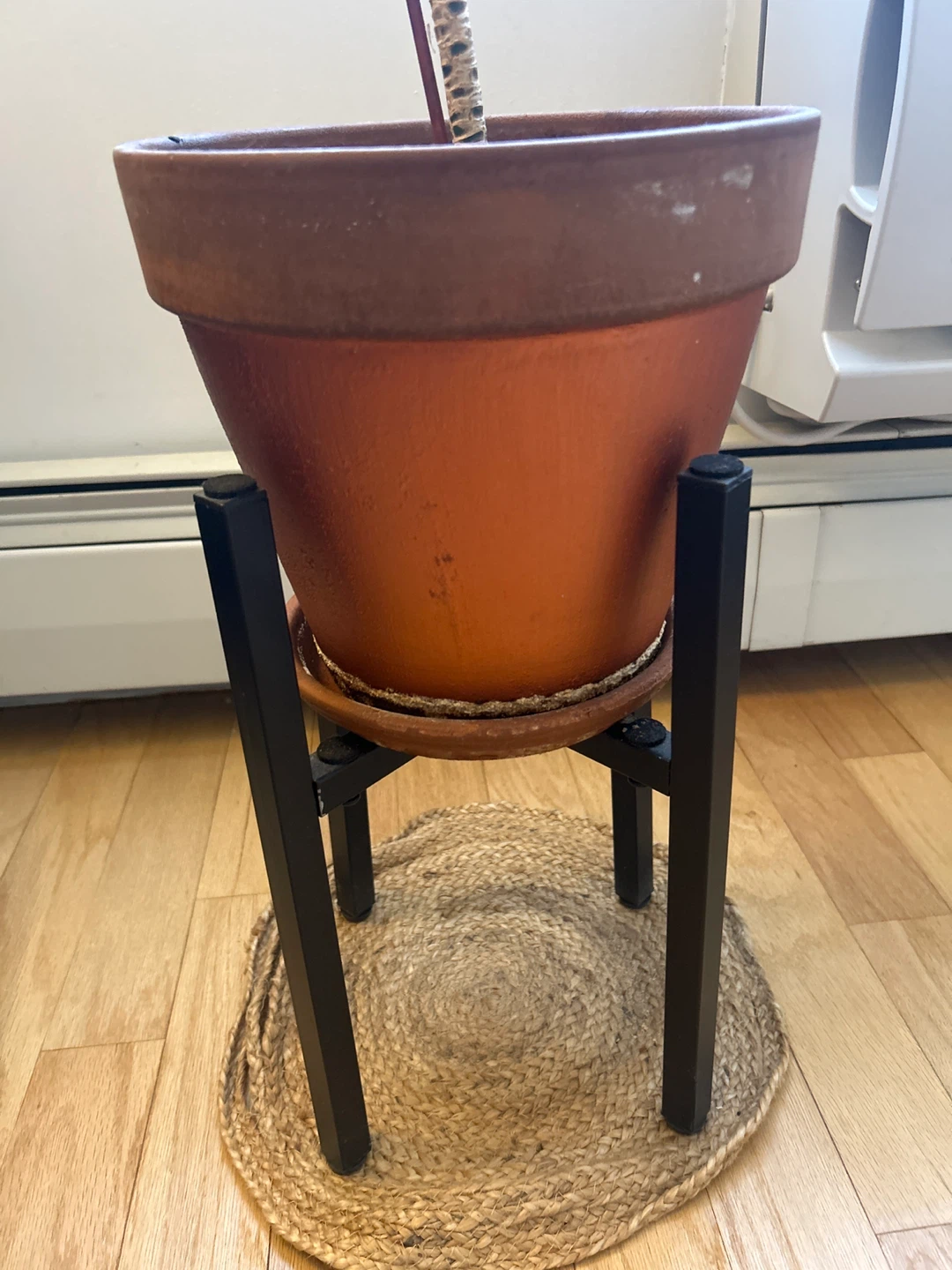 Large Dracaena Plant in Terracotta Pot with Stand - photo 2